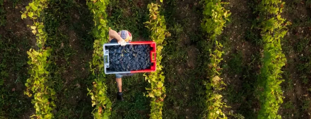 Harvest from the sky