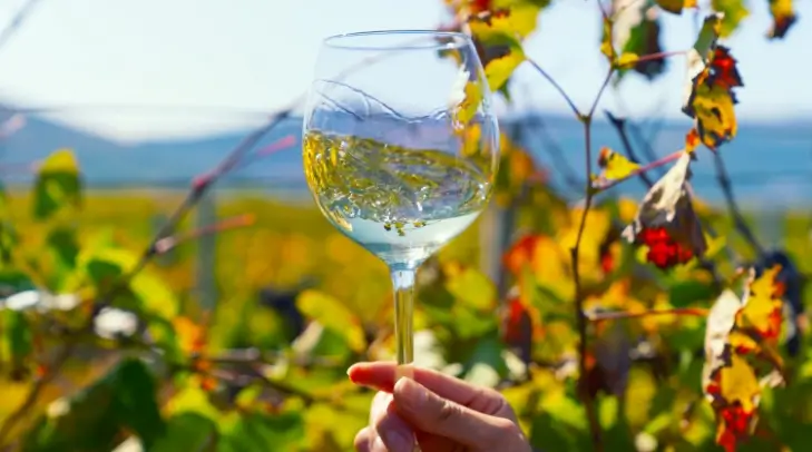 Tasting a glass of white wine among the Burgundy vines