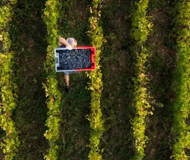 Vines seen from the sky during the harvest